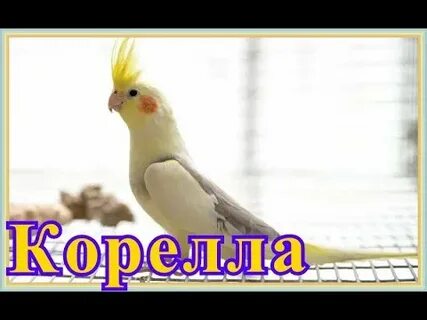 Как кричит попугай корелла