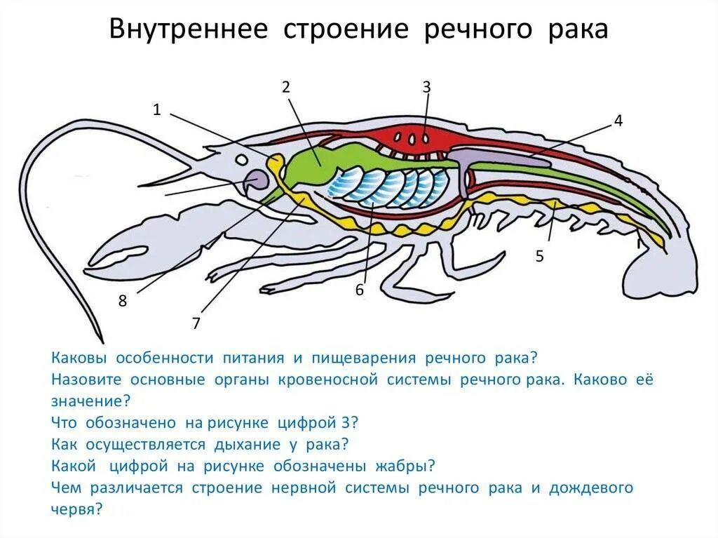 Речной рак особенности. Внутреннее срорение ра ка речноггоо. Строение пак. Внутренние органы ракообразных. Внутренне строение ракообразных.