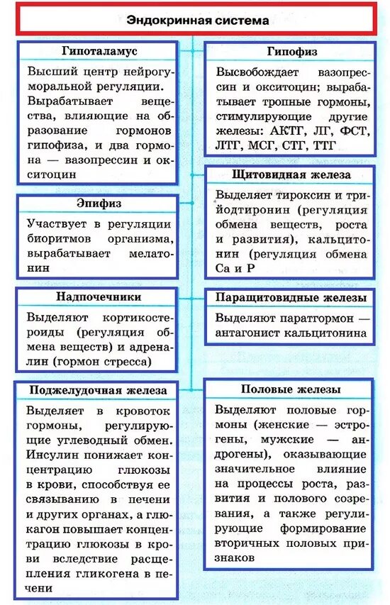 Функции гормонов эндокринной системы человека. Физиология эндокринной системы таблица. строение и функции эндокринной системы таблица. эндокринные железы гормоны функции таблица. таблица железы внутренней секреции 8 класс.