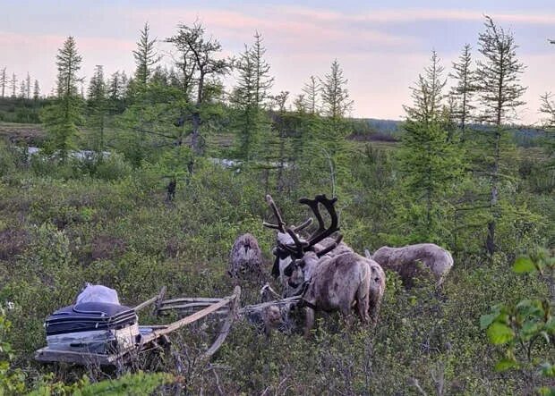 Соболь живет в тундре или в тайге