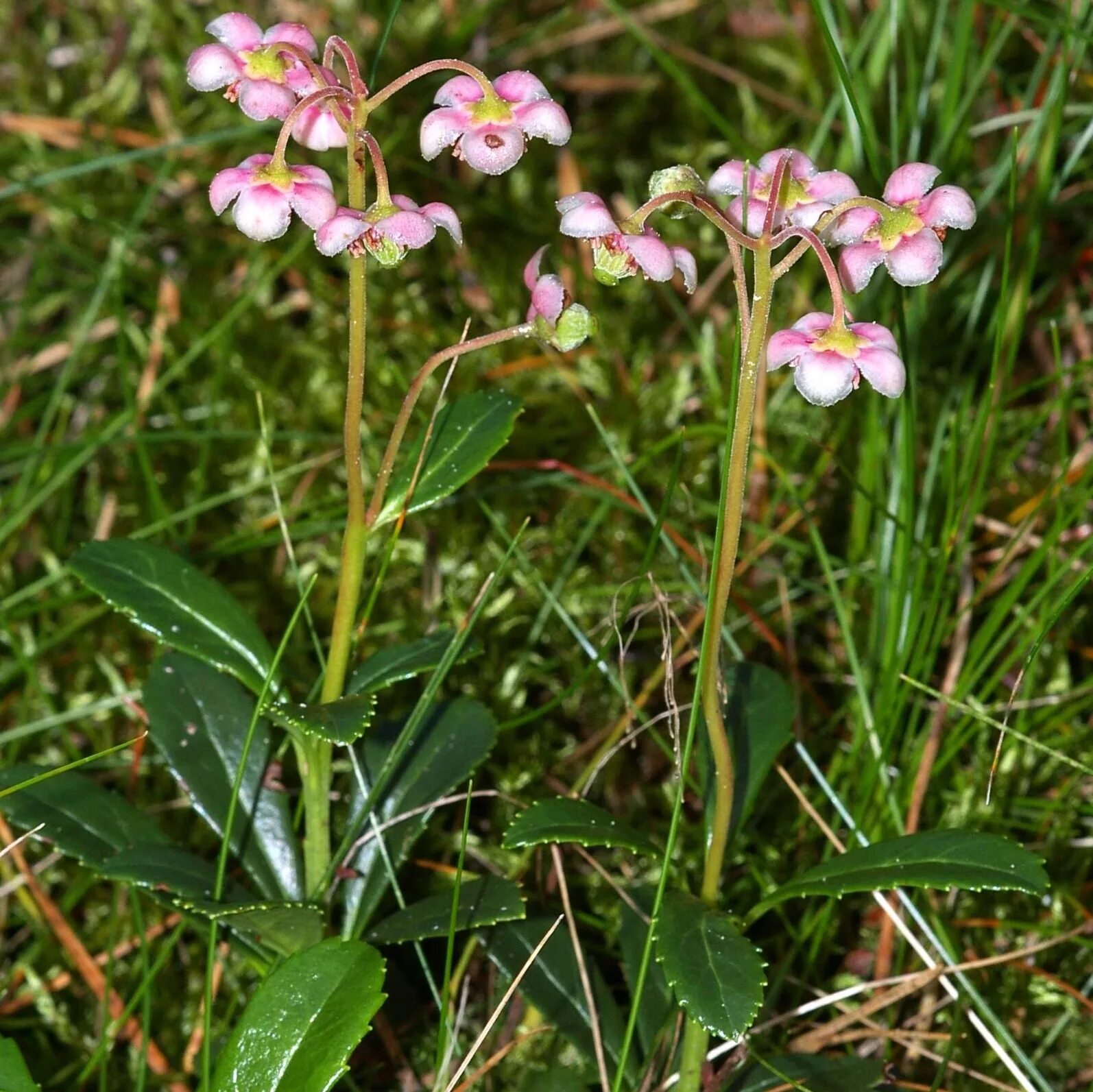 Chimaphila umbellata зимолюбка зонтичная. Barton. грушанка зелёноцветковая. зимолюбка лечебные. зимолюбка цветёт.
