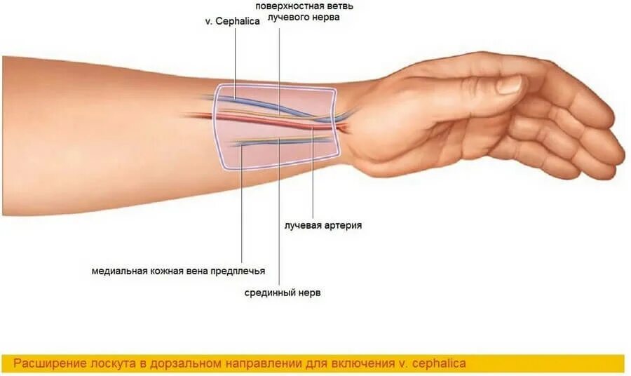 Предплечье и лучезапястный сустав.