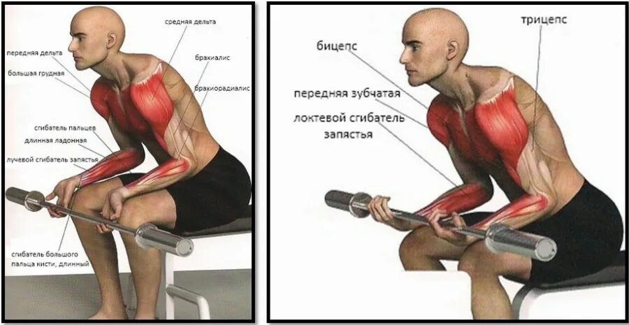 Локтевой сгибатель запястья упражнения. Упражнения на локтевой сгибатель. Упражнения для мышц предплечья. Упражнения на предплечья.