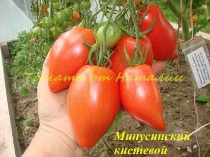 Минусинские томаты характеристики и описание