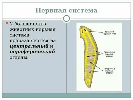 Урок нервная система животных