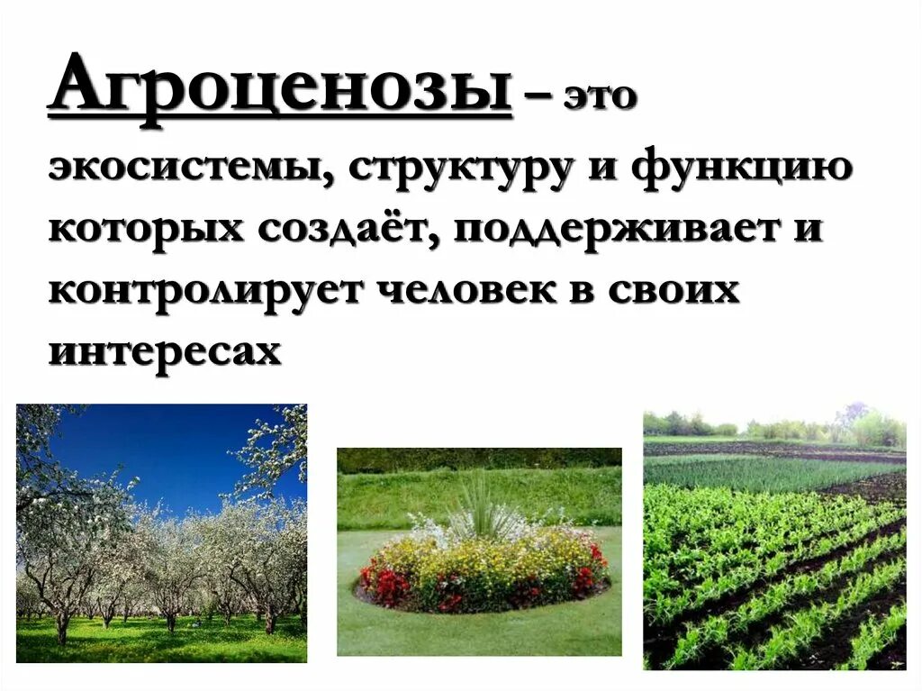 2 агроценоз. Агроценоз презентация. Искусственные экосистемы агроценозы. Искусственная экосистема агробиоценоз. Агроценоз сад.