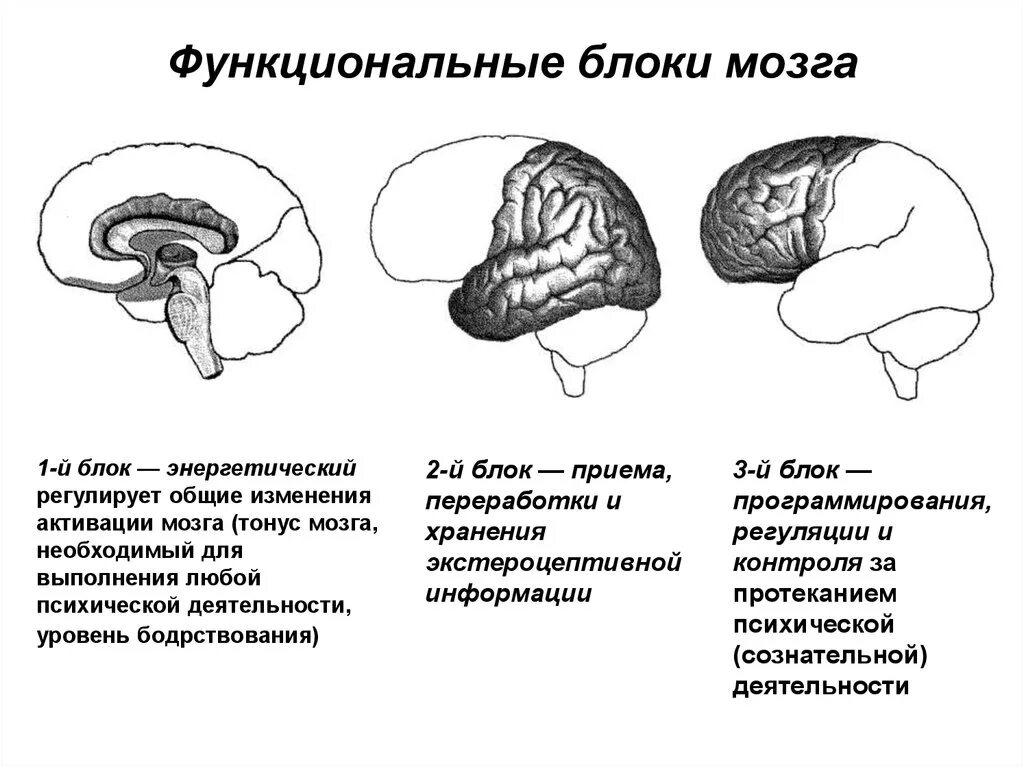 Нарушения блоков мозга. Первый структурно-функциональный блок мозга Лурия. Три блока мозга Лурия. Функциональные блоки мозга по а.р Лурия. 2 Блок мозга Лурия.