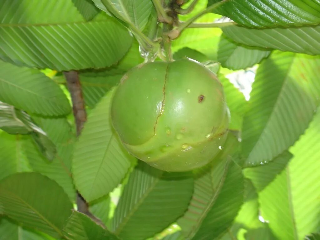 Elephant apple. Дилления индийская. Слоновье яблоко фрукт. Dillenia Indica (Дилления).