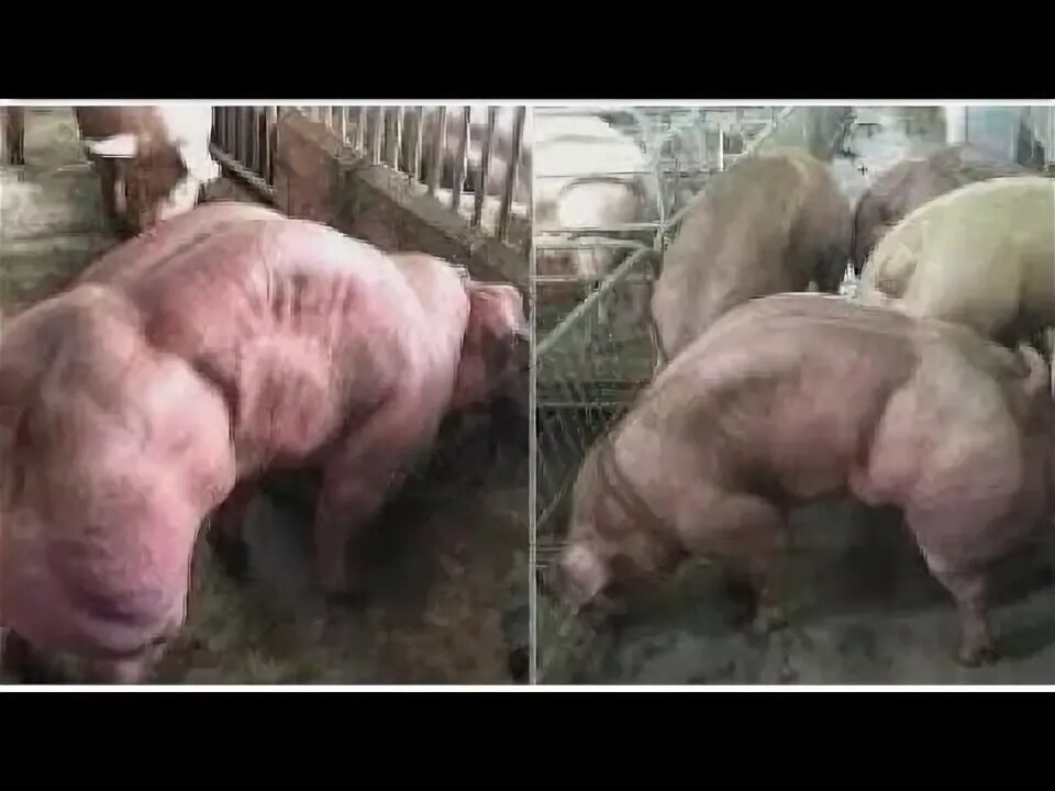 Гибрид человнкаи свенйи. Венгерская мангалица. Гибриды людей с животными. Уржумская порода поросят. Скрестили свинью.