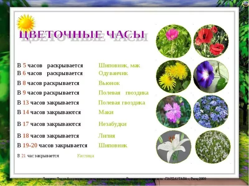 Разные цветы точно по времени раскрываются