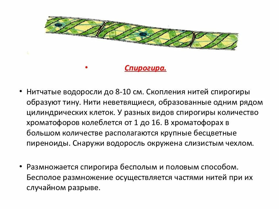 Г спирогира. Строение клетки спирогиры. Зеленые водоросли спирогира. Спирогира водоросль строение. Спирогира водоросль рисунок с подписями.