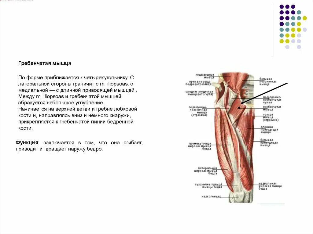 Функции приводящих мышц. Длинная короткая большая приводящая мышца бедра. Длинная приводящая мышца бедра функции. Длинная приводящая мышца бедра анатомия. Функция длинной и короткой приводящей мышцы бедра.