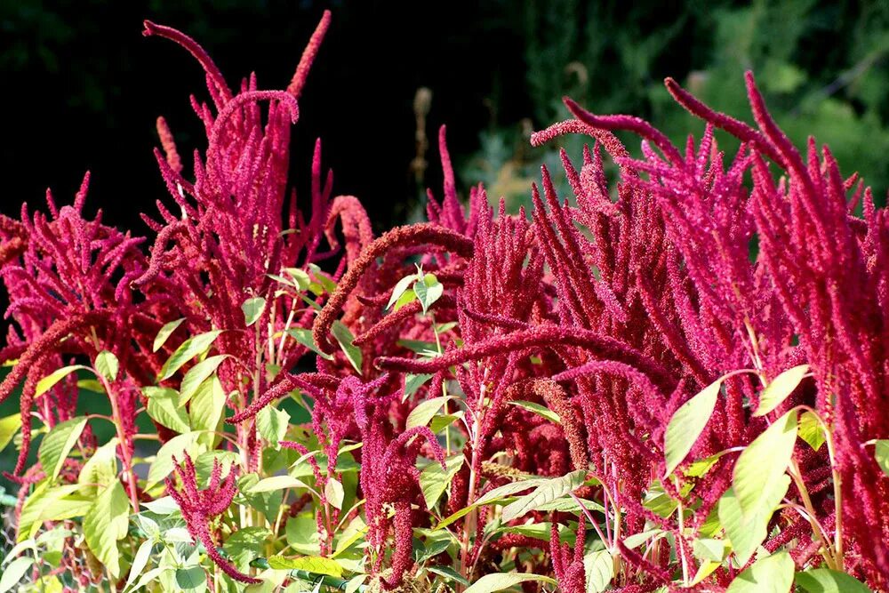 Чем полезен амарант. Амарант щирица. амарант хвостатый семена. amaranthus cruentus амарант. амарант или щирица.