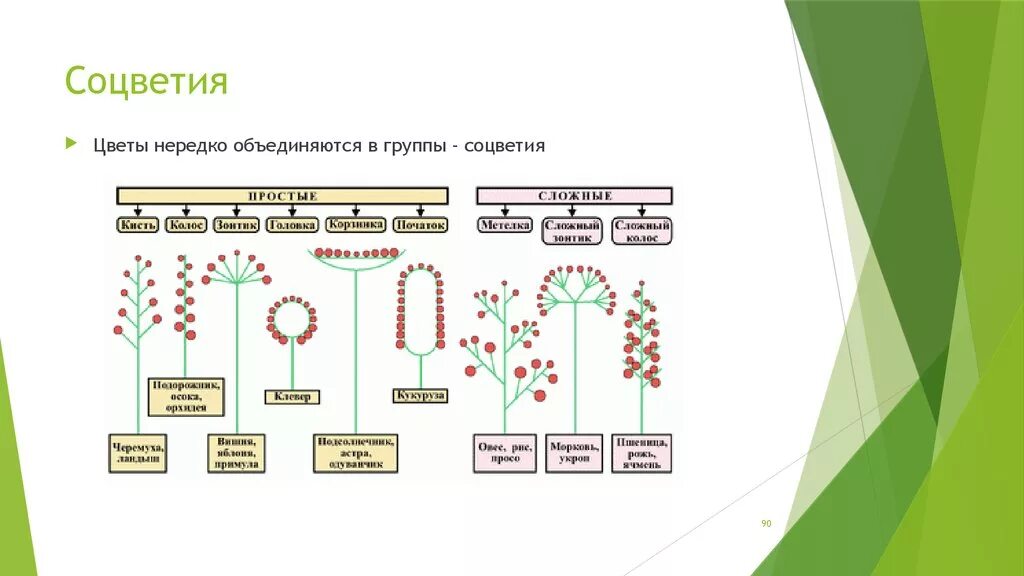 Какое из перечисленных соцветий относится к сложным. Типы соцветий таблица соцветие схема растения с примерами. Схема классификации соцветий цветковых растений. Типы соцветий 6 класс биология с примерами. Примеры соцветий 6 класс биология.