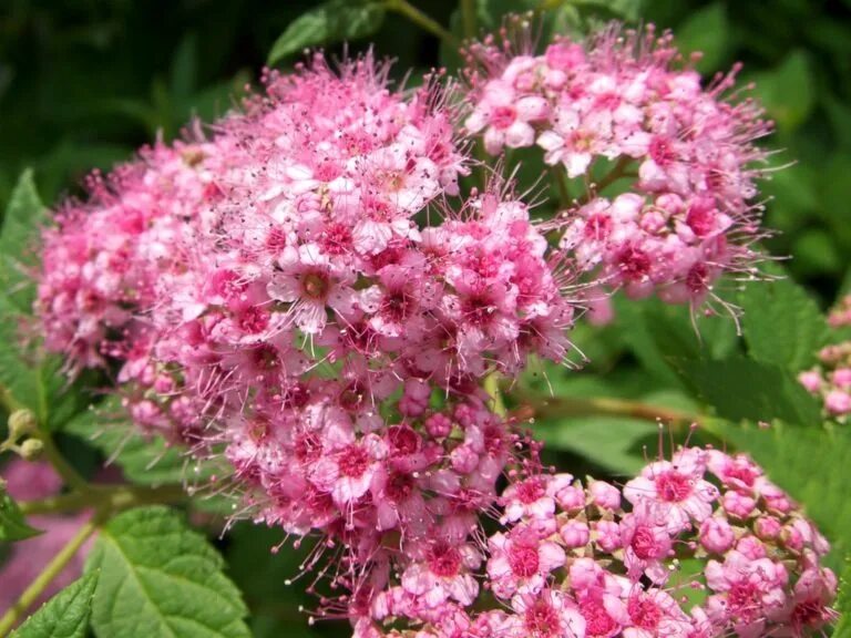 Спирея японская принцесса. Спирея японская little Princess. Спирея (Spiraea japonica «little Princess»)). Спирея розовая принцесса. Cпирею японскую сортов 'little Princess.