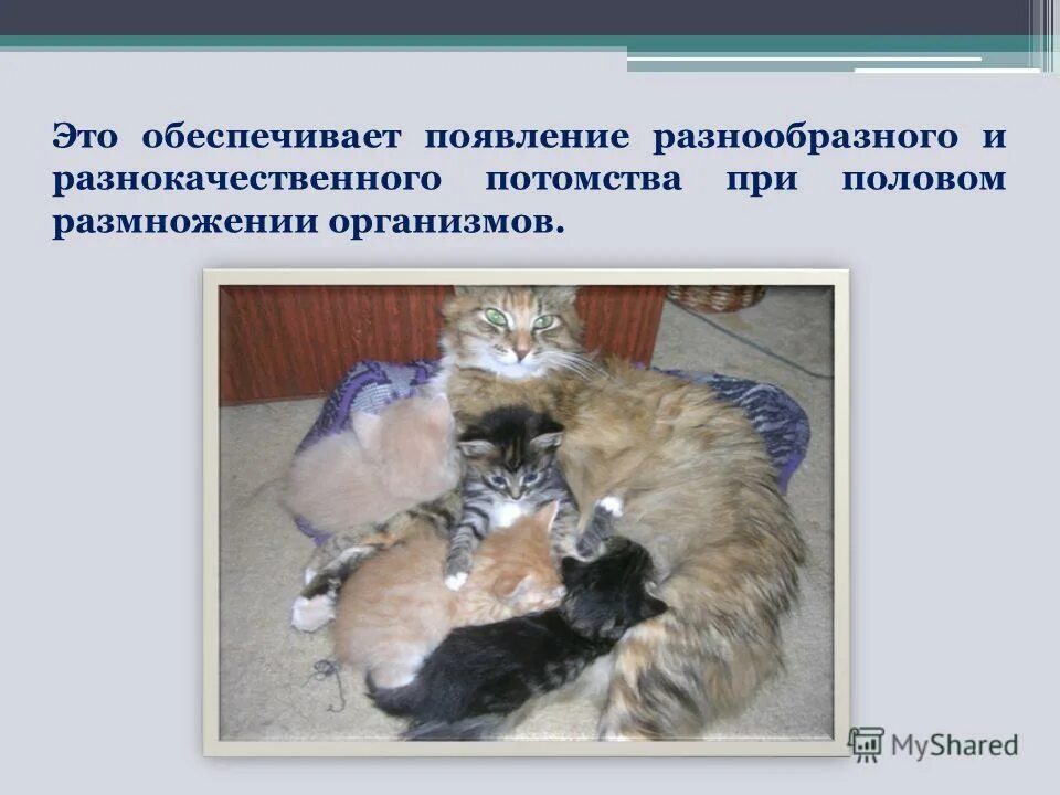 Почему при половом размножении потомства. Почему при половом размножении потомство оказывается разнообразным. Потомки при половом размн. Размножать потомство. При половом размножении потомство получается в.