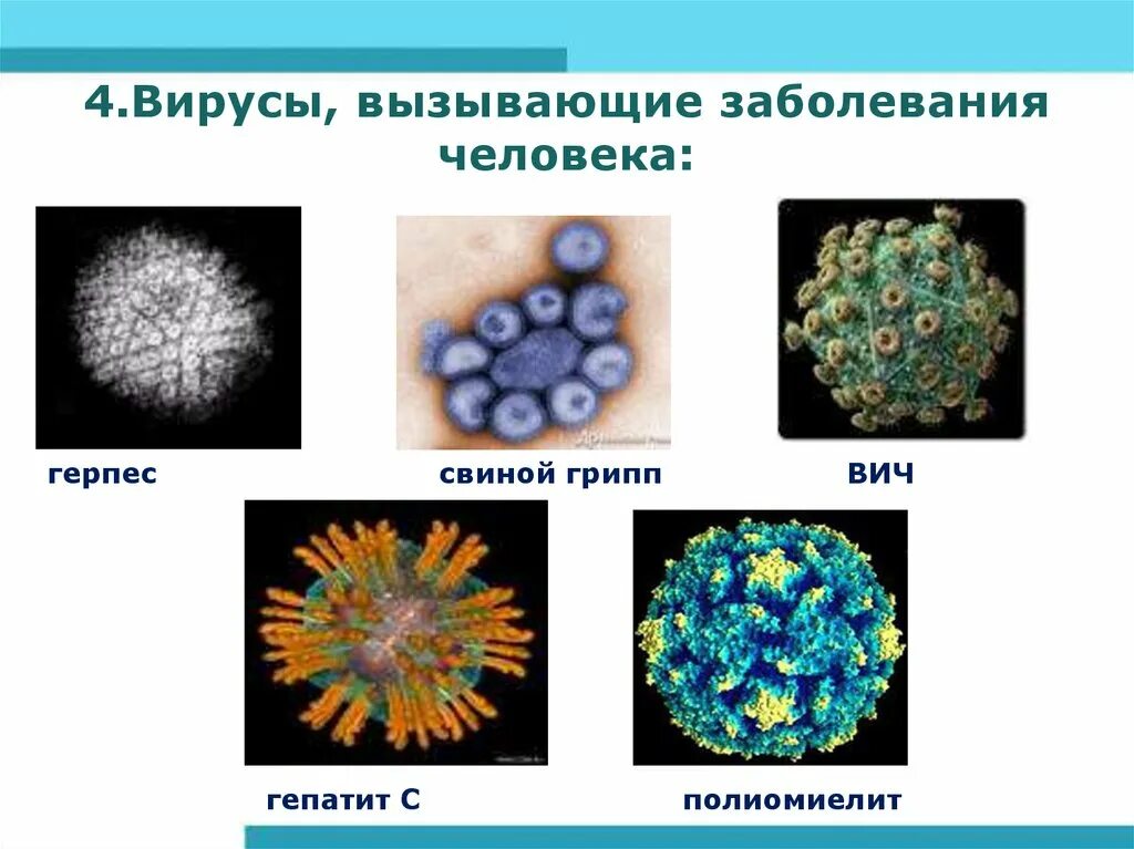 Описать вирусные заболевания. Вирусы и вирусные заболевания. Вирусы вызывающие заболевания. Заболевания вызываемые вирусами у человека. Вирусы биология 9 класс.