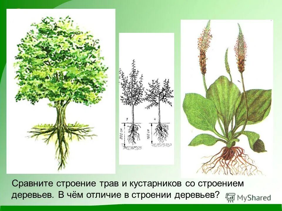 Строение дерева кустарника и травы. Строение дерева кустарника и травы. Схема растения деревья кустарники травы. Строение кустарника для детей. Строение дерева для детей.