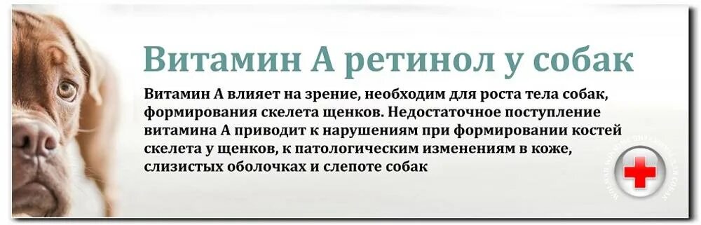 Какие витамины надо собаке. Нехватка витаминов у собак. витамины для собак. недостаток витамина а у собак.