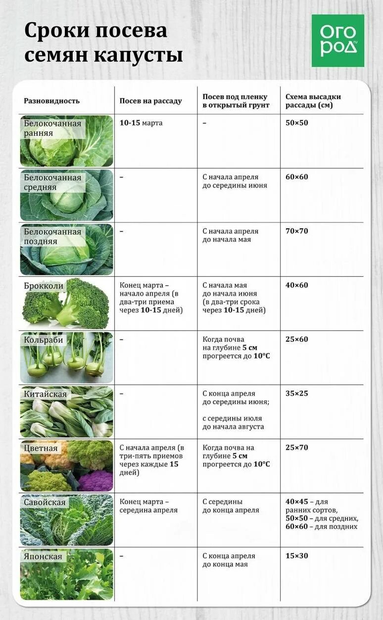 Когда сеять раннюю капусту в 2024 году. Схема подкормок капусты белокочанной. Таблица рассады овощей для высадки в грунт. Сроки высадки в грунт рассады поздней капусты. Схема посадки капусты в грунт рассадой.