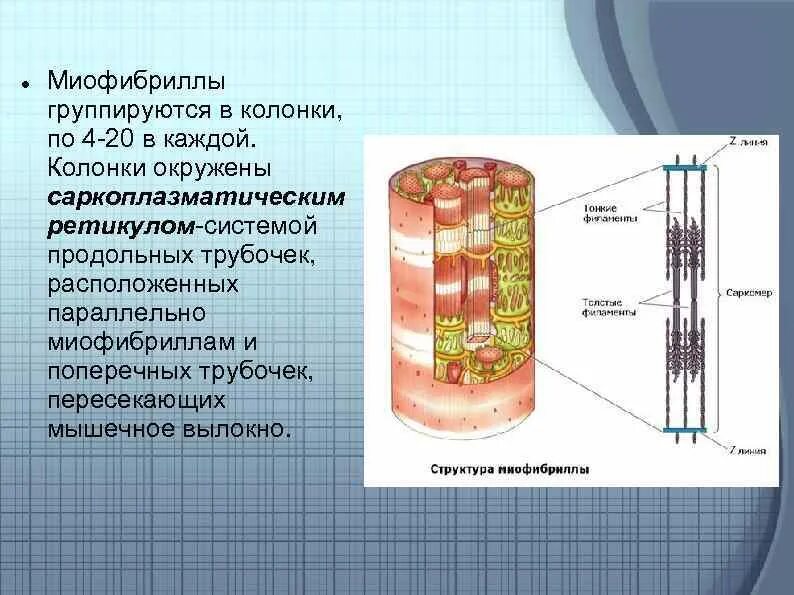 Сократительной единицей миофибриллы является. Структура строения миофибрилл. структурная единица миофибриллы. клетки состоят из миофибрилл. миофибриллы функции гистология.