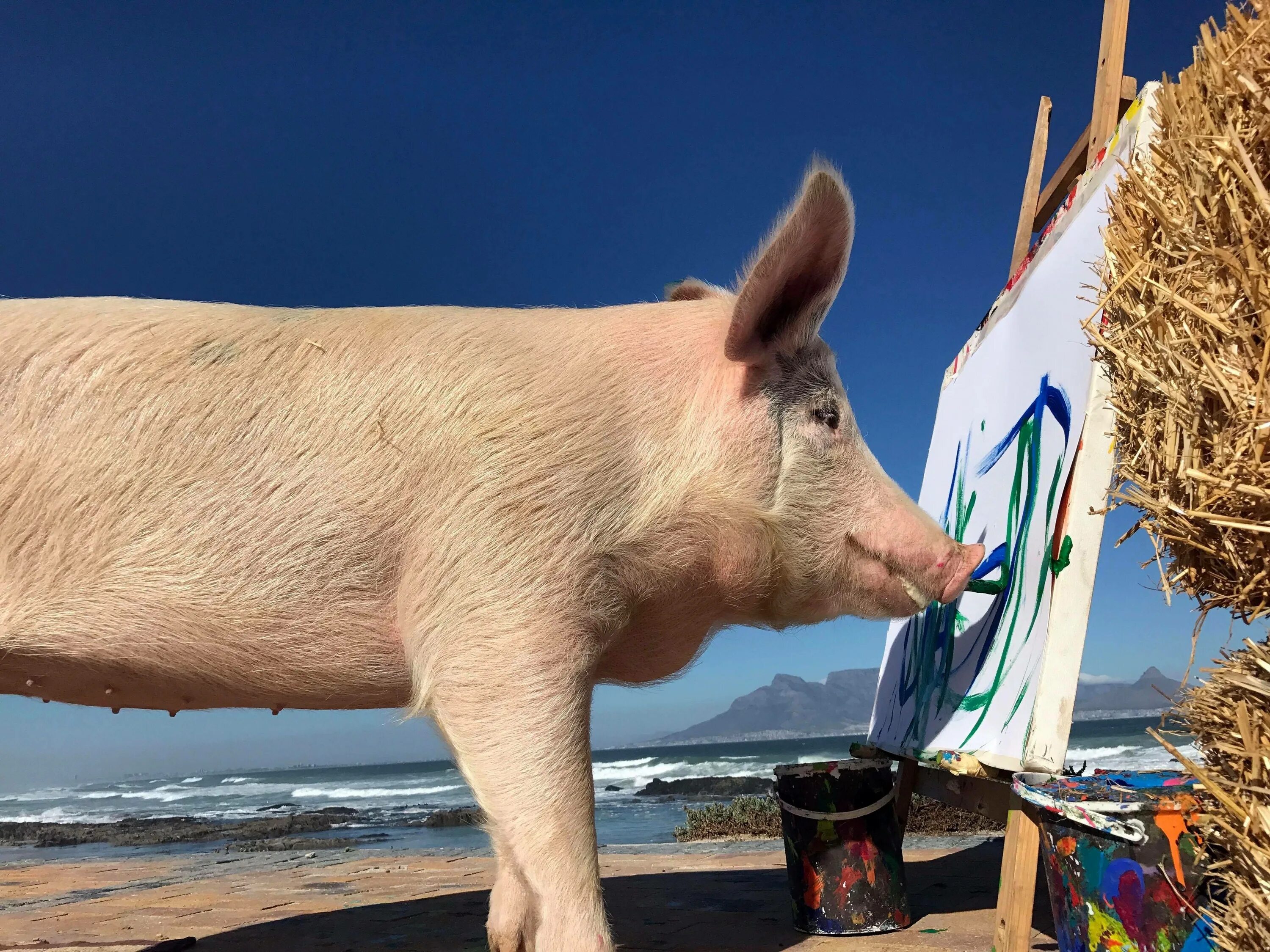 Пикассо свинья художник. Умная свинья. Фото свиньи. Глупый поросенок. Известные свиньи