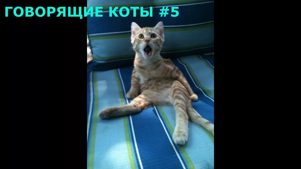 Смешные котята с озвучкой. Смешные животные с озвучкой. Видео про смешных котиков с озвучкой. Коты с озвучкой. Видео про смешных котиков с озвучкой.