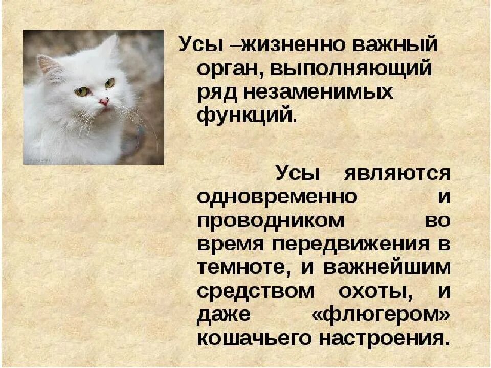 Делаем кошке усы. Для чего коту усы?. для чего нужны усы кошкам и котам. зачем кошке нужны усы.