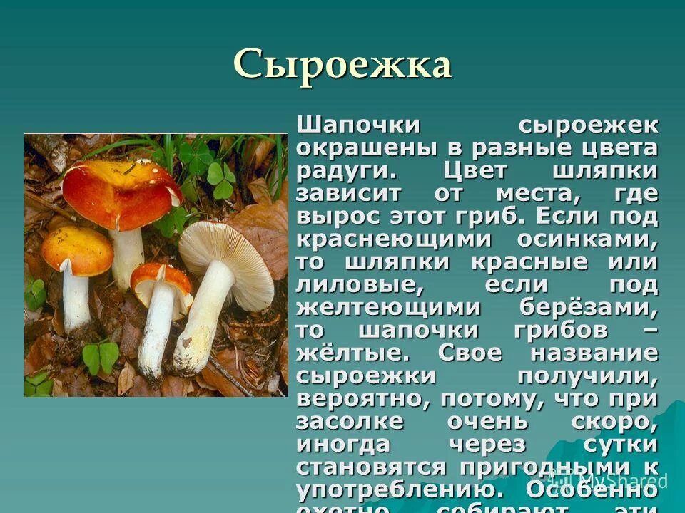 Информация про грибы. Грибы описание. Описание грибов. Грибы картинки с описанием. Сообщение о грибах.