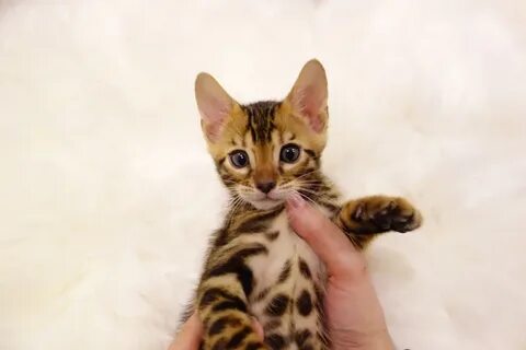 Кошки брянск