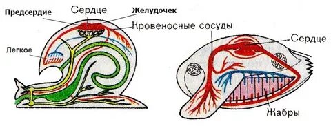 Кровеносная система замкнутого типа моллюски