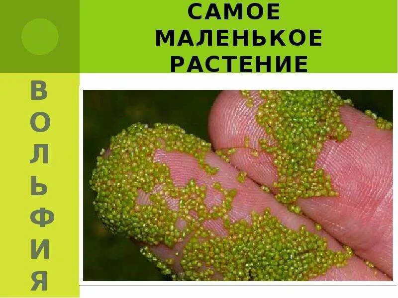 Ряска вольфия. Ряска вольфия. Вольфия бескорневая. Маленькое растение становится большим. Вольфия бескорневая.