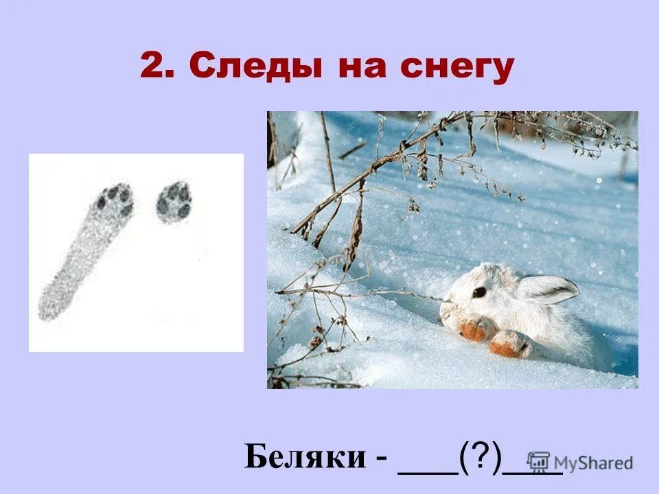 Следы зайца главное слово в словосочетании. Следы зайца зимой. Следы зайца зимой на снегу. Следы зайца. Следы зайца главное слово в словосочетании.