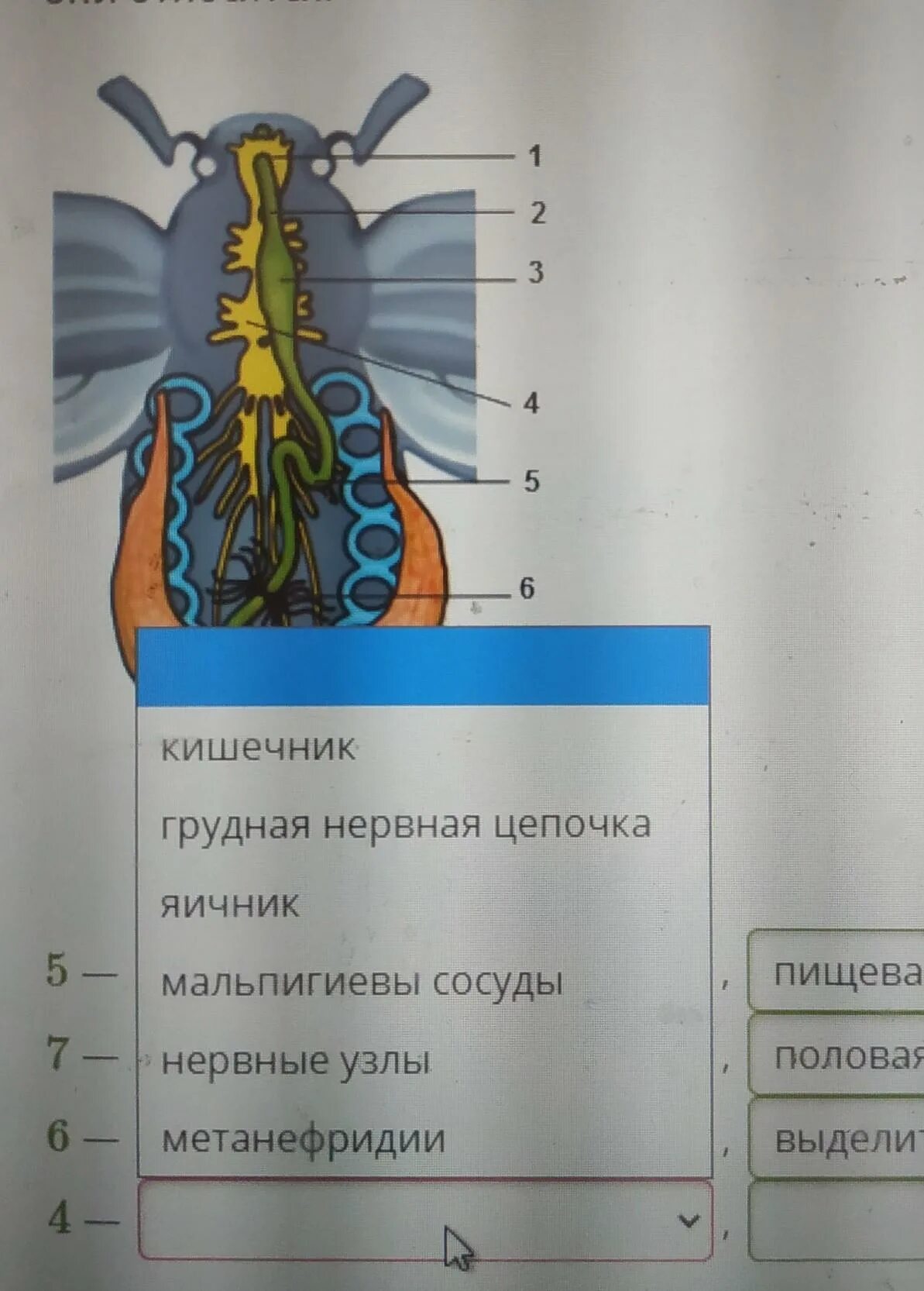 Укажите название органов обозначенных. Назовите органы обозначенные цифрами. рассмотрим рисунок отметь название органов. рисунок укажи к какой системе органов относятся органы. отметьте названия органов указанных цифрами.