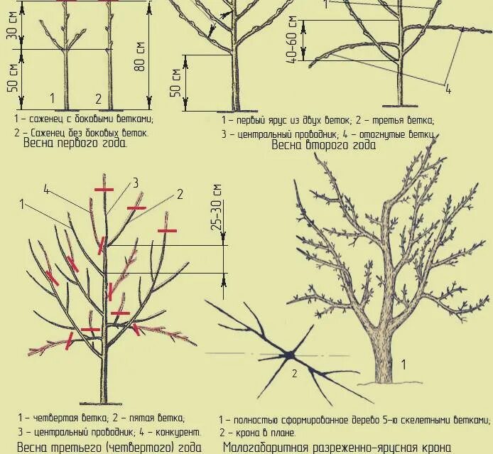 Обрезка начинающих в картинках пошагово. Формирование яблони без центрального проводника. Обрезка конкурентов на яблони. Под каким углом обрезать яблони. Как правильно обрезать деревья под каким углом.
