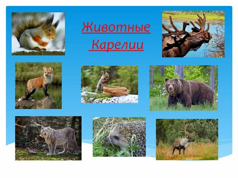 Растения животные карелии. Растения животные карелии