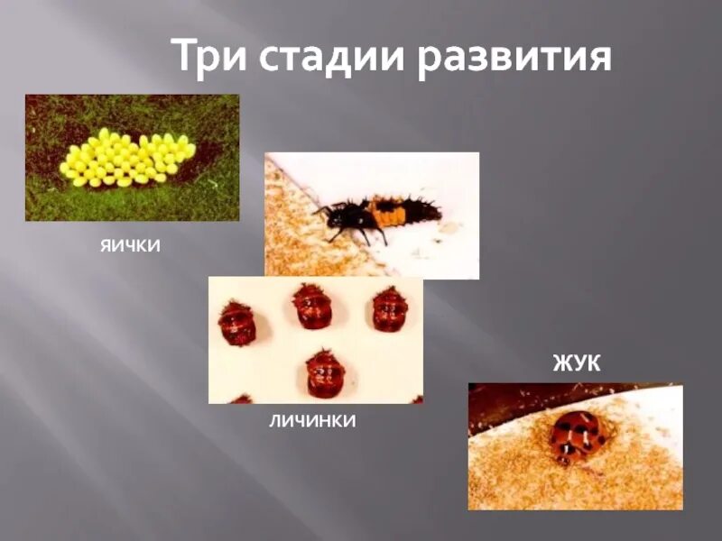 Какое развитие у божьей коровки. Стадии развития Божьей коровки. Этапы развития Божьей коровки. Стадии развития личинка Божьей коровки. Как развивается Божья коровкк.