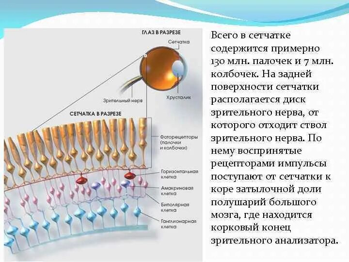 Строение колбочки сетчатки. Зрительный нерв палочки колбочки. Строение глаза колбочки. Анатомия и физиология сетчатки.