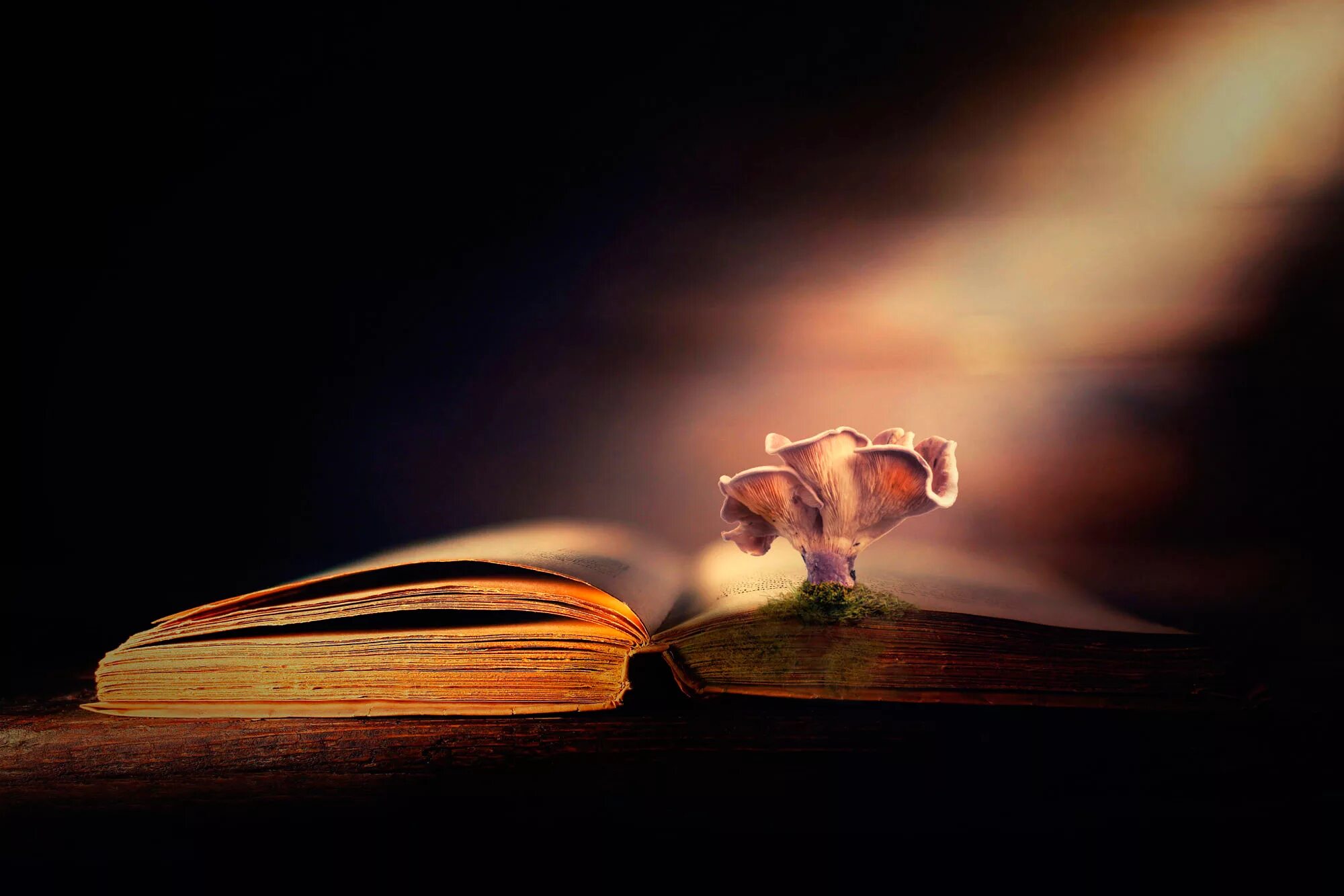 Есть какие нибудь книги. Книга арт. книга для…. книга мудрости арт. фон для обложки книги притча.