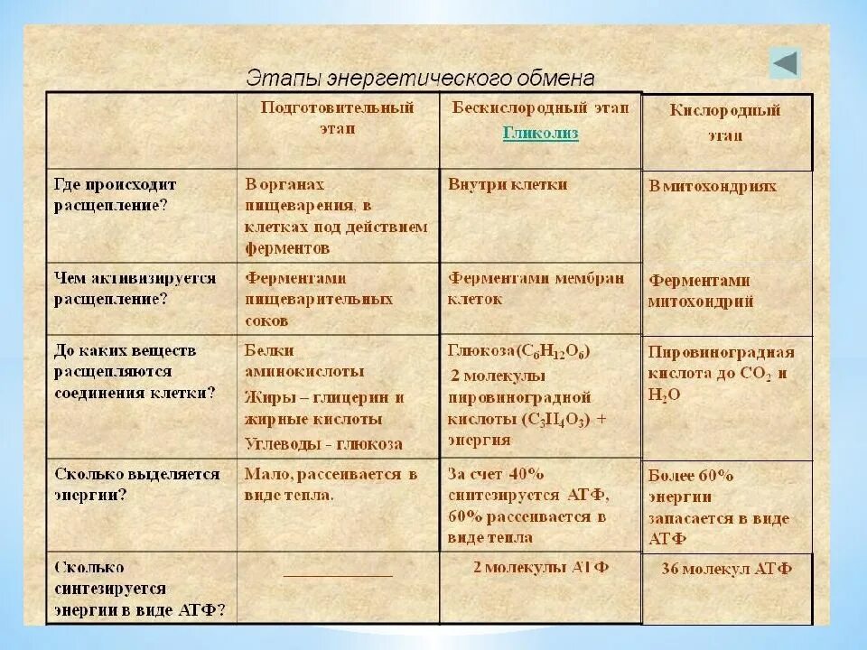 Энергетический обмен где. Этапы энергетического обмена подготовительный этап. энергетический обмен в клетке таблица 10 класс биология. сравнение этапов энергетического обмена таблица. биология таблица этапы энергетического обмена.
