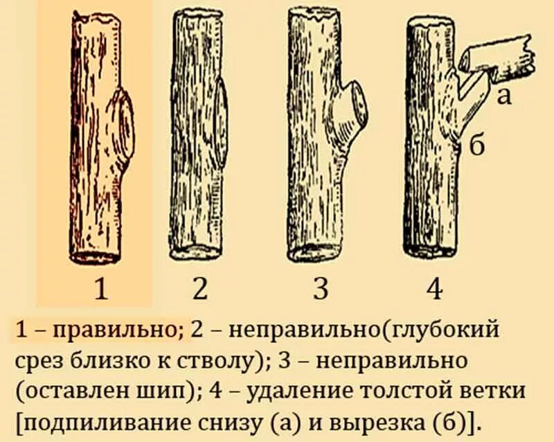 Как выполнить срез. Срез на кольцо. срез ветви на кольцо. обрезка деревьев на кольцо. обрезка ветки на кольцо схема.