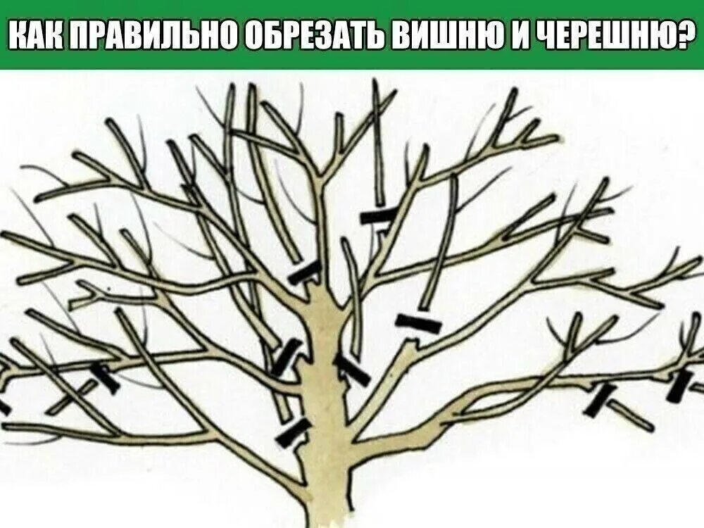 Как обрезать молодую черешню. Обрезать черешню весной. Кустовидная вишня обрезка. Омолаживающая обрезка черешни. Обрезка черешни весной.