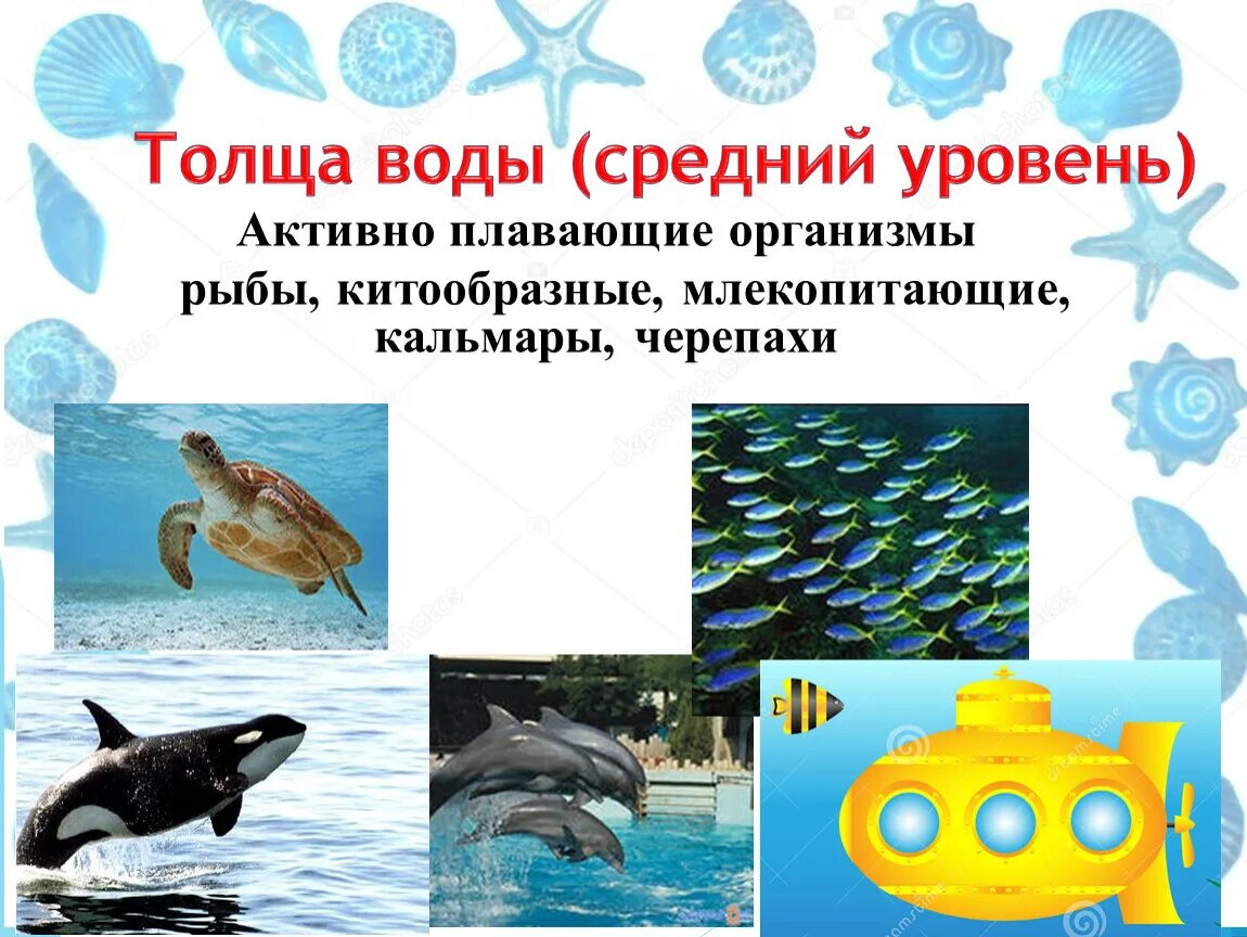 Сообщество толщи воды