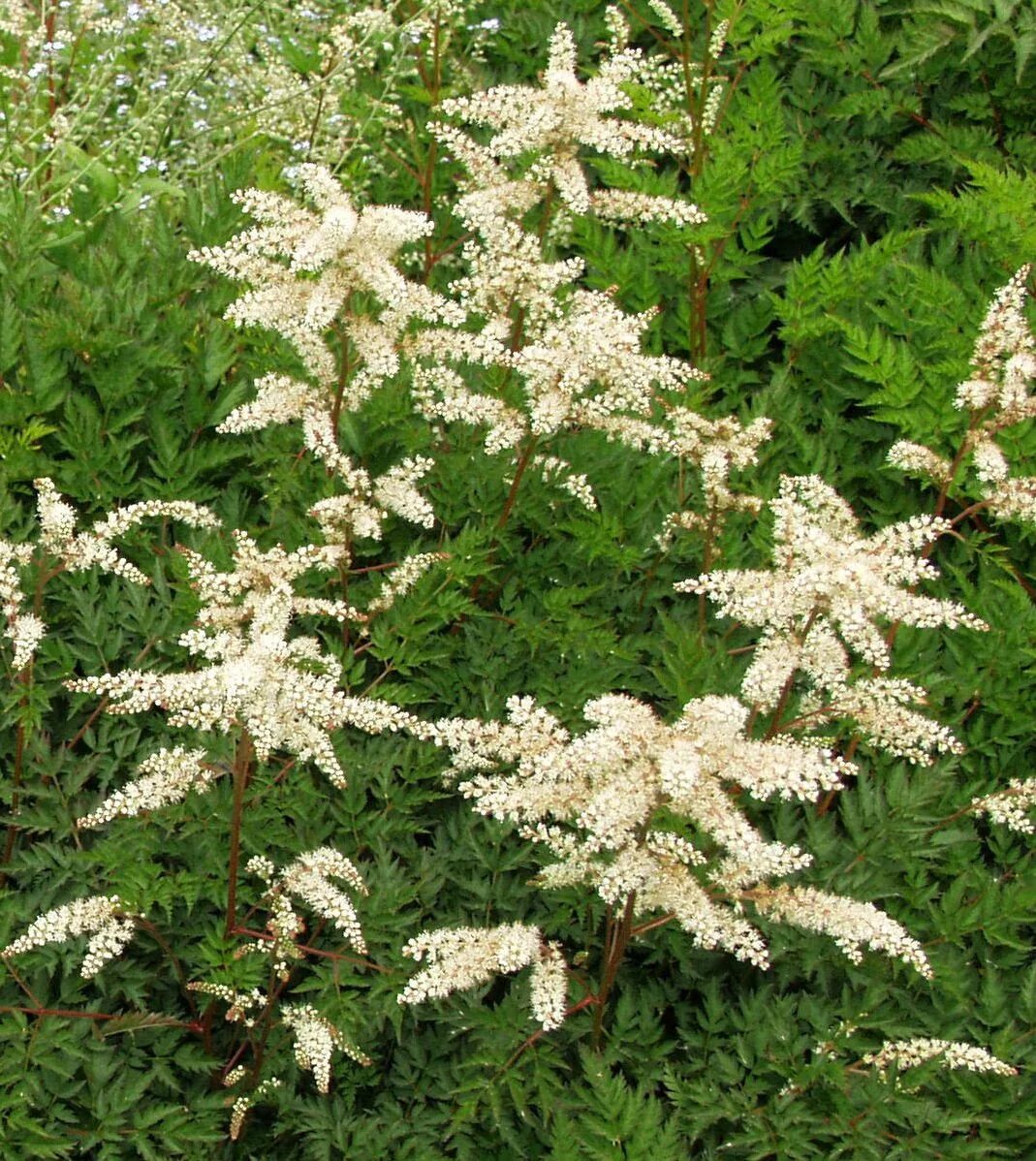 Арункус фото. Волжанка двудомная (Aruncus dioicus). Волжанка Арункус обыкновенная. Арункус / Волжанка двудомная. Волжанка кокорышелистная (Aruncus aethusifolius).