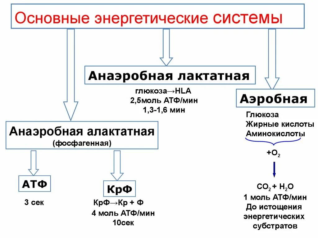 Энергетические системы организма. Аэробные и анаэробные возможности организма. Анаэробная система энергообеспечения. Основные энергетические системы. Аэробные органы