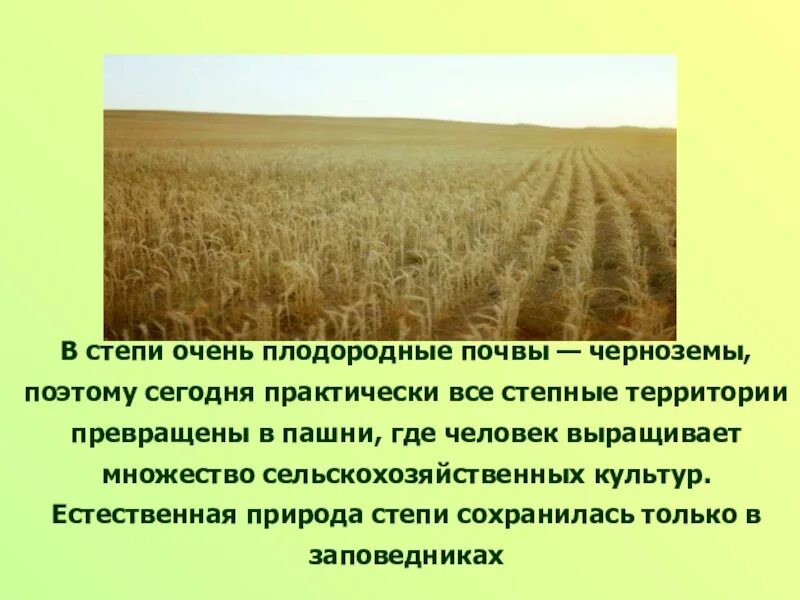 Какая природная зона самая плодородная почва чернозем. Чернозем в степи. Степь плодородная почва. Почвы степей очень плодородные. Зона степей почва.