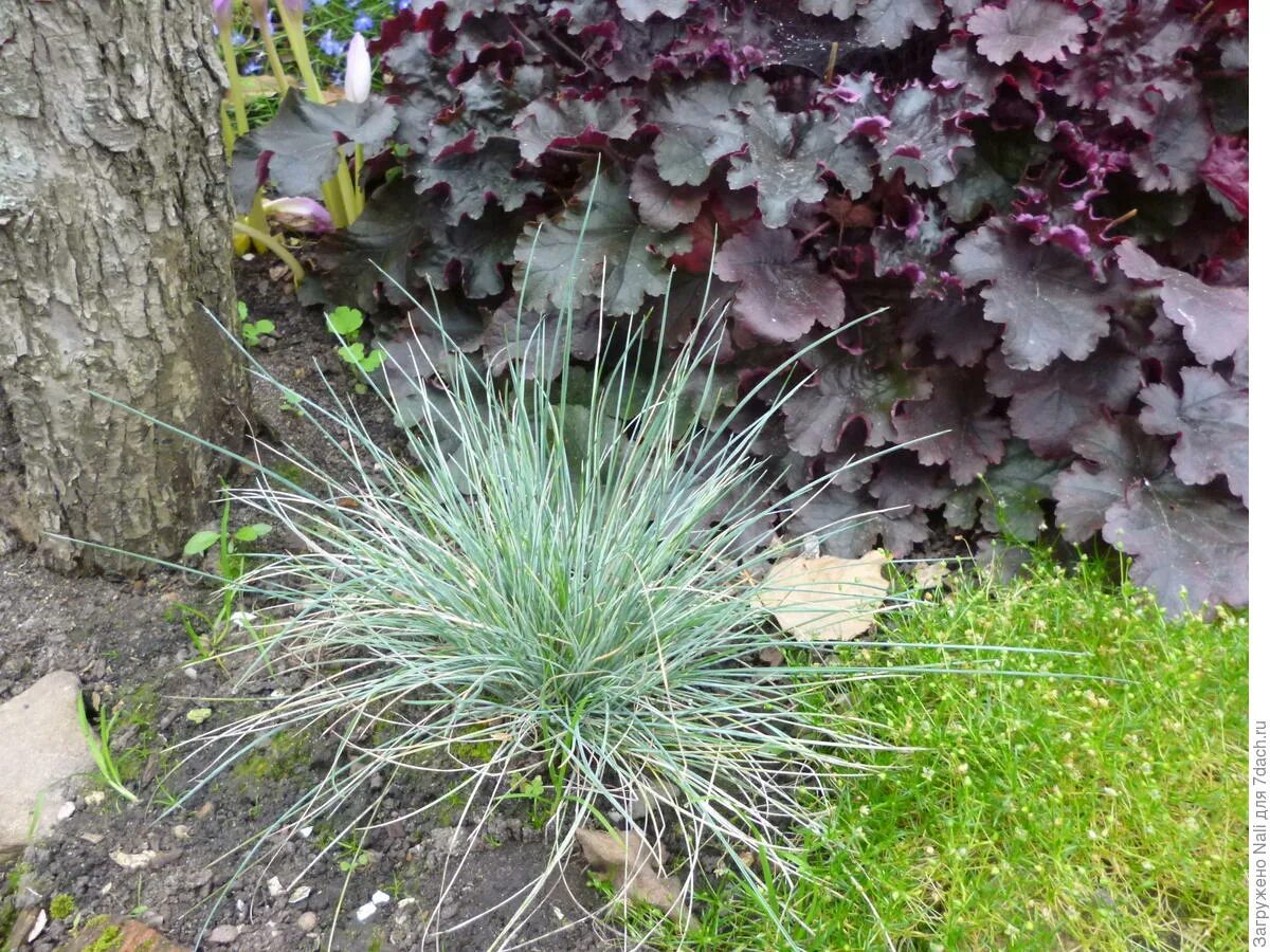 Download this stock image: fountain grass (Pennisetum alopecuroides 'Hameln', Pe