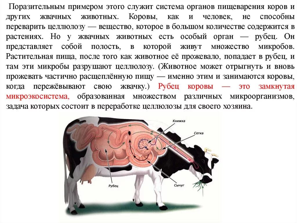 Пищеварение коровы. Система пищеварения жвачных животных. Пищеварение в рубце жвачных животных. Переваривание целлюлозы у жвачных. Сколько человек корова