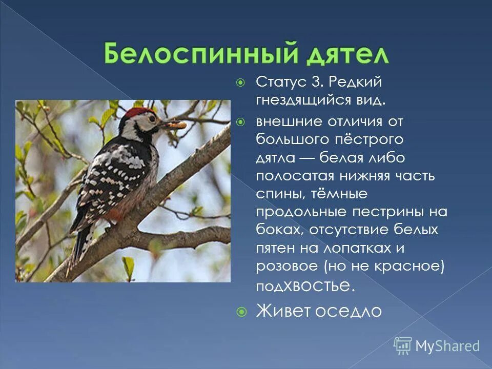 Пестрый значение. Белоспинный дятел красная книга РБ. Белоспинный дятел описание. Большой пестрый и белоспинный дятел. Дятел описание.