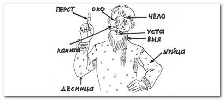 Какие слова исчезли из русского языка. Архаизмы рисунок. Архаизмы части тела. Уста архаизм. Шуйца.